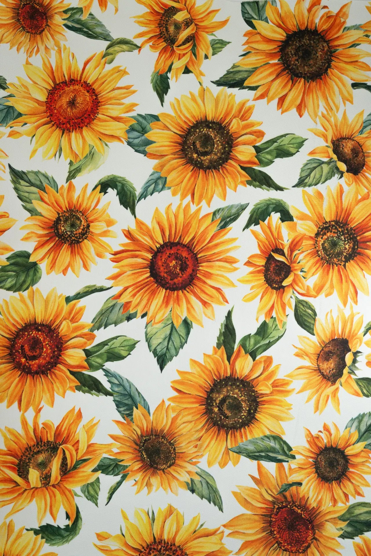 Resinado maize girasoles